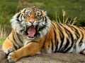 Spiel Tiere Puzzle Tiger Online