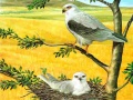 Spiel Raubvögel Puzzle Online