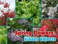 Spiel Frühling Blumen: Versteckte Objekte Online