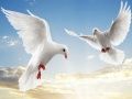 Spiel Fliegende Vögel Online