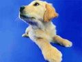 Spiel Lustiges Katzen- und Hunde-Puzzle Online