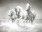 Spiel Pferde-Puzzle Online