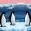 Pinguine  online