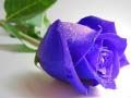 Spiel Blaue Rosen Online