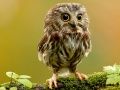Spiel Verborgene Sterne der Tiere Online