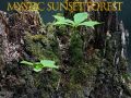 Spiel Mystischer Sonnenuntergangswald Online Spiel Mystischer Sonnenuntergangswald Online