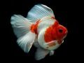 Spiel Goldfisch-Puzzle Online