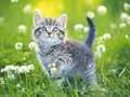 Spiel Katzen-Puzzle Online