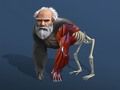 Spiel Inaktive Evolution: Von der Zelle zum Menschen Online