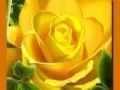 Spiel Gelbe Rosen Online