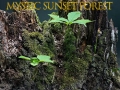 Spiel Mystischer Sonnenuntergangswald Online