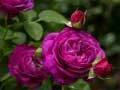 Spiel Lila Rosen Online