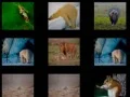 Spiel Tiergedächtnis Online