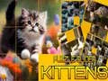 Spiel Puzzle Rutschende Kätzchen Online
