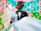 Spiel Angela und Tom: Traumhochzeit Online