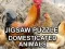 Spiel Jigsaw Puzzle Haustiere Online