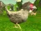 Spiel Hühnermörder Online