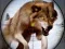 Spiel Wilder Tierjagd Online