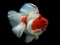 Spiel Goldfisch-Puzzle Online