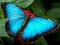 Spiel Natur Puzzlespiel Schmetterling Online
