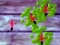 Spiel Ameisen Smashen Online Spiel Ameisen Smashen Online