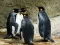 Spiel König Pinguin Puzzle Online