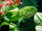 Spiel Wilde Leguan Online