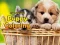 Spiel Welpen Ausmalen Online