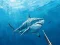 Spiel Jagd unter Wasser Speerfischen Online