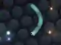 Spiel Slither.io Online
