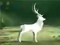 Spiel Reinige den Letzten Wald Online Spiel Reinige den Letzten Wald Online