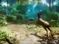 Spiel Jäger 3D Online
