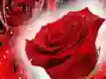 Spiel Rote Rosen Online Spiel Rote Rosen Online