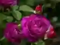 Spiel Lila Rosen Online Spiel Lila Rosen Online