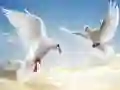 Spiel Fliegende Vögel Online Spiel Fliegende Vögel Online