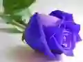 Spiel Blaue Rosen Online Spiel Blaue Rosen Online