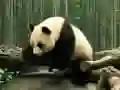 Spiel Pandas Puzzle Online Spiel Pandas Puzzle Online