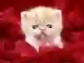 Spiel Lustige Katze Online Spiel Lustige Katze Online
