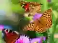 Spiel Schmetterlingsrutsche Online