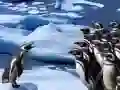 Spiel Pinguine Rutschen Online Spiel Pinguine Rutschen Online