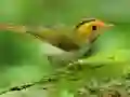 Spiel Vögel Rutschen Online