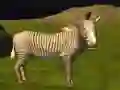 Spiel Echte Dschungeltiere Jagd Online