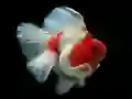 Spiel Goldfisch-Puzzle Online Spiel Goldfisch-Puzzle Online