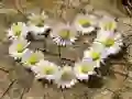 Spiel Puzzle "Gänseblümchenherz" Online Spiel Puzzle "Gänseblümchenherz" Online