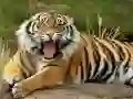 Spiel Tiere Puzzle Tiger Online Spiel Tiere Puzzle Tiger Online