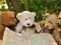 Spiel Kuschelige Drei Teddybären Puzzle Online Spiel Kuschelige Drei Teddybären Puzzle Online