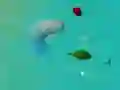 Spiel GlücklicheHaie.io Online Spiel GlücklicheHaie.io Online