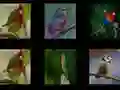 Spiel Merke dir die Vögel Online Spiel Merke dir die Vögel Online