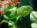Spiel Wilde Leguan Online Spiel Wilde Leguan Online