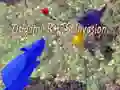 Spiel Origami-Ratten-Invasion Online Spiel Origami-Ratten-Invasion Online